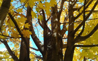 How to Write in Harmony With a Tree, by Katie Flint