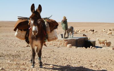 The Man, The Boy, and The Donkey: An Aesop Lesson For Receiving Feedback In Our Writing, By Kierann Elliott